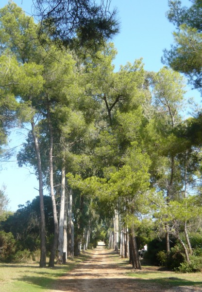 allee